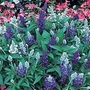 Salvia Farinacea Seascape Mixed Seeds