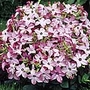 Nicotiana Avalon Bright Pink F1 Seeds
