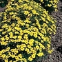 Tagetes Lemon Gem Seeds Average Seeds 350