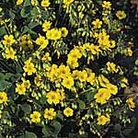 Oxalis Lucky Gold Seeds