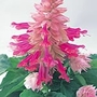 Salvia Splendens Sizzler Burgundy Halo Seeds Average Seeds 90