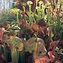 Sarracenia Mixed Seeds Average Seeds 35