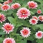 Zinnia Moody Pink F1 Seeds