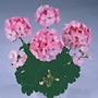 Geranium Black Magic Series Seeds - Apple Blossom