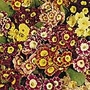 Auricula Large-Flowered Strain Seeds Average Seeds 380