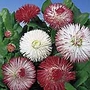 Bellis Giant-Flowered Mixed Seeds Average Seeds 700