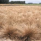 Carex Curly Whirly Seeds Average 85 seeds