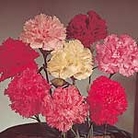 Carnation Floristan Seeds Average Seeds 70
