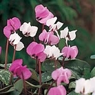 Cyclamen Coum Hybrids Seeds