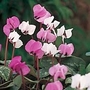 Cyclamen Coum Hybrids Seeds