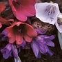 Dierama Angels Fishing Rods Seeds Average 35 seeds