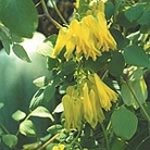 Dicentra Scandens Golden Tears Seeds