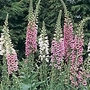 Digitalis Excelsior Strain Seeds Average Seeds 2500