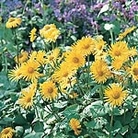 Doronicum Caucasicum Magnificum (Leopard's Bane) Seeds