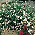 Erigeron Profusion Seeds