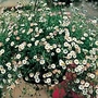Erigeron Profusion Seeds