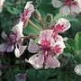 Erodium Pelargoniiflorum Seeds