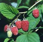 raspberry   summer fruiting