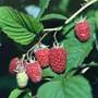 raspberry   summer fruiting