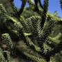 Monkey Puzzle