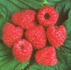raspberry   early summer fruiting
