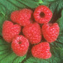 raspberry   early summer fruiting