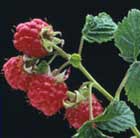 raspberry   summer fruiting