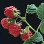 raspberry   summer fruiting