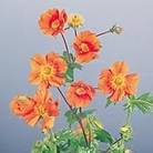 Geum Cooky Seeds Average Seeds 50