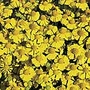 Helenium Goldfield Seeds