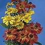 Helenium Red and Gold Hybrids Seeds
