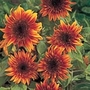 Sunflower Sundance Kid Seeds