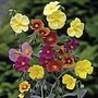 Helianthemum Mixed Seeds