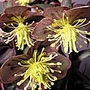 Helleborus Elegance Seeds