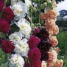 Hollyhock Chater's Double Mixed Seeds Average Seeds 45
