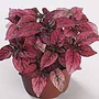 Hypoestes Confetti Red Seeds