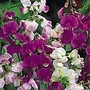 Lathyrus Latifolius Mixed Seeds