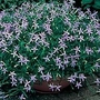 Laurentia Fantasy Blue Seeds Average Seeds 45