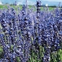 Lavandula Provence Blue (L. Angustifolia) Seeds Average Seeds 300