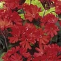 Lychnis Haageana Molten Lava Seeds