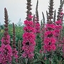 Lythrum Salicaria X Robert Seeds Average Seeds 1400
