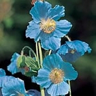 Meconopsis Betonicifolia (Baileyi) Seeds