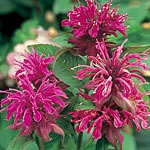 Monarda Panorama Seeds