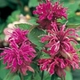 Monarda Panorama Seeds