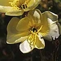 Oenothera Apricot Delight Seeds
