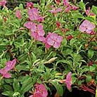 Oenothera Rosie Baby Seeds