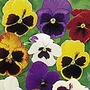 Pansy Majestic Giants F1 Seeds