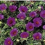 Portulaca Bobby Dazzler Seeds Average Seeds 190