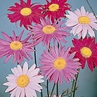 Pyrethrum Single Mixed Seeds