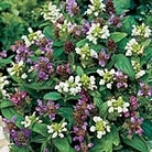 Prunella Freelander Mix Seeds